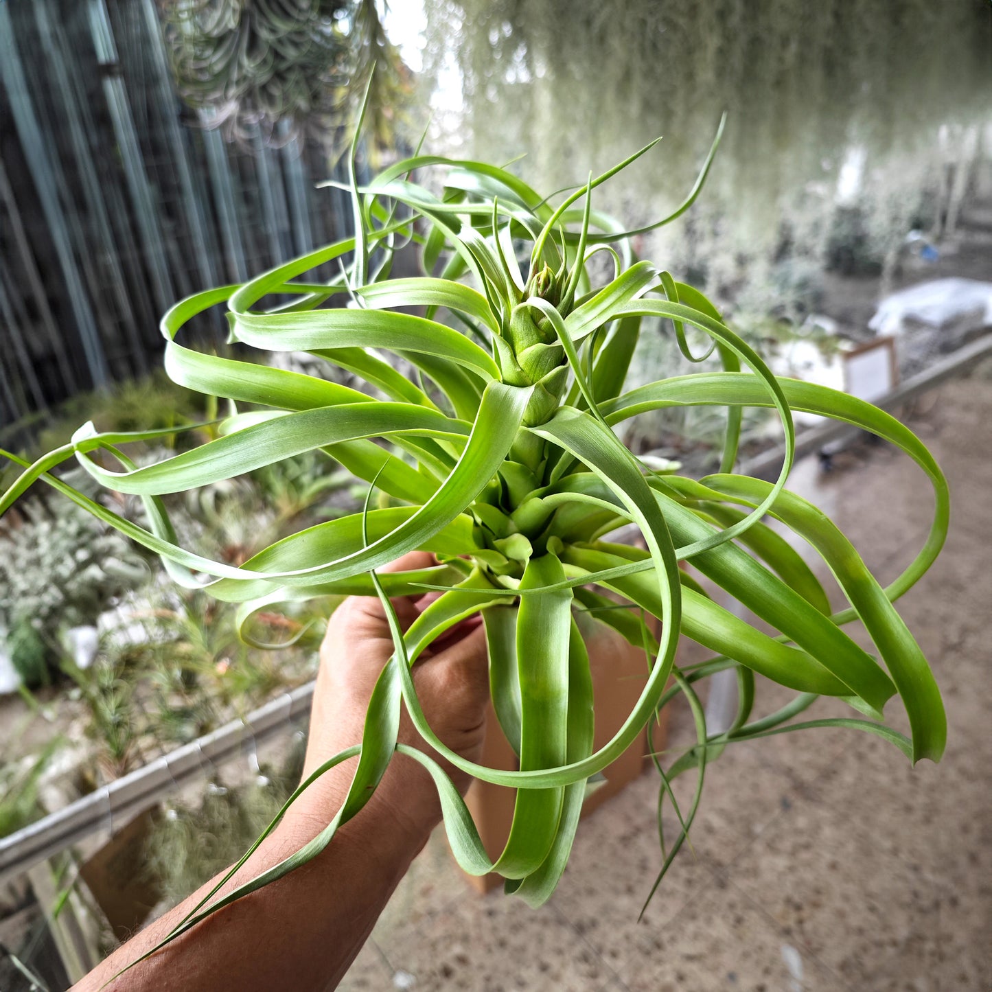 Tillandsia Marvelous Masterpiece