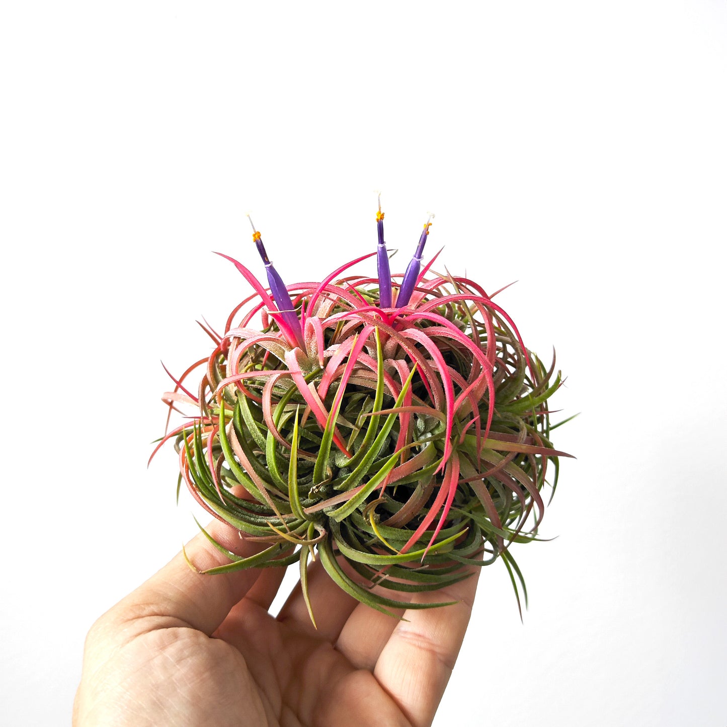 Tillandsia ionantha curly - Half-Ball