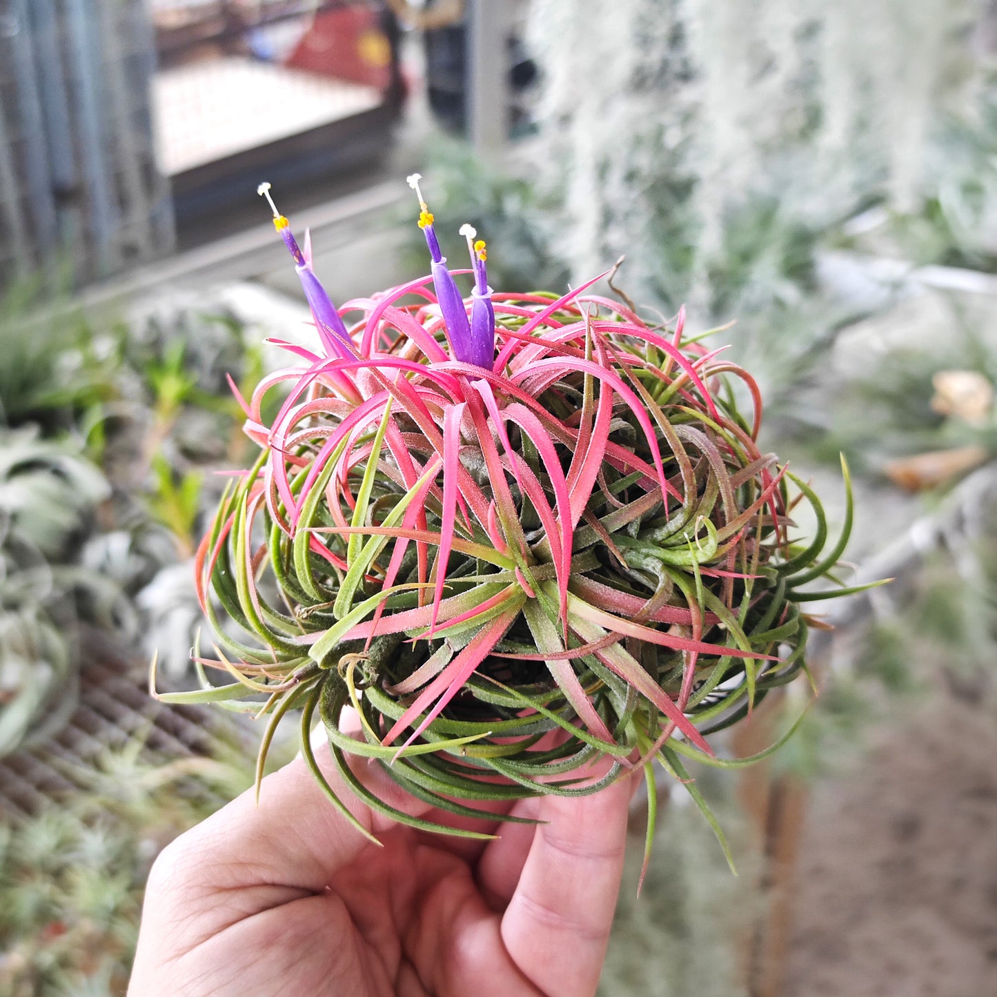 Tillandsia ionantha curly - Half-Ball