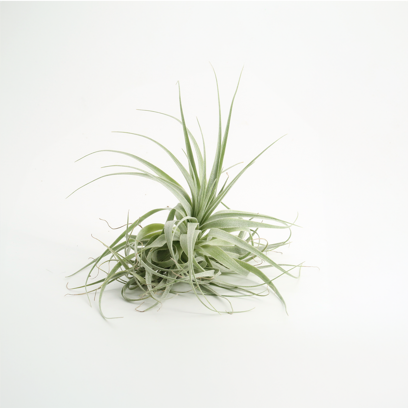 Tillandsia gardneri – Luftikus-Airplants