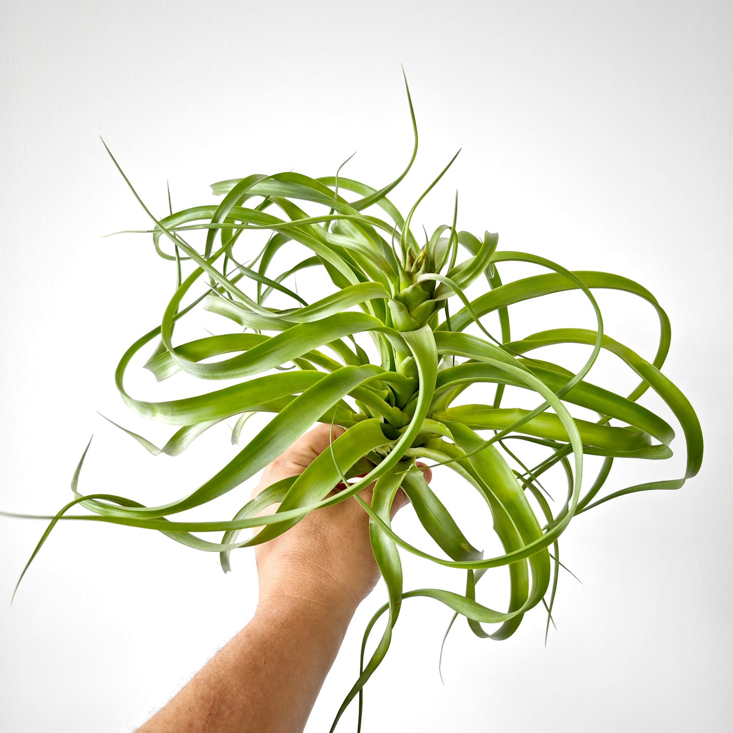 Tillandsia Marvelous Masterpiece