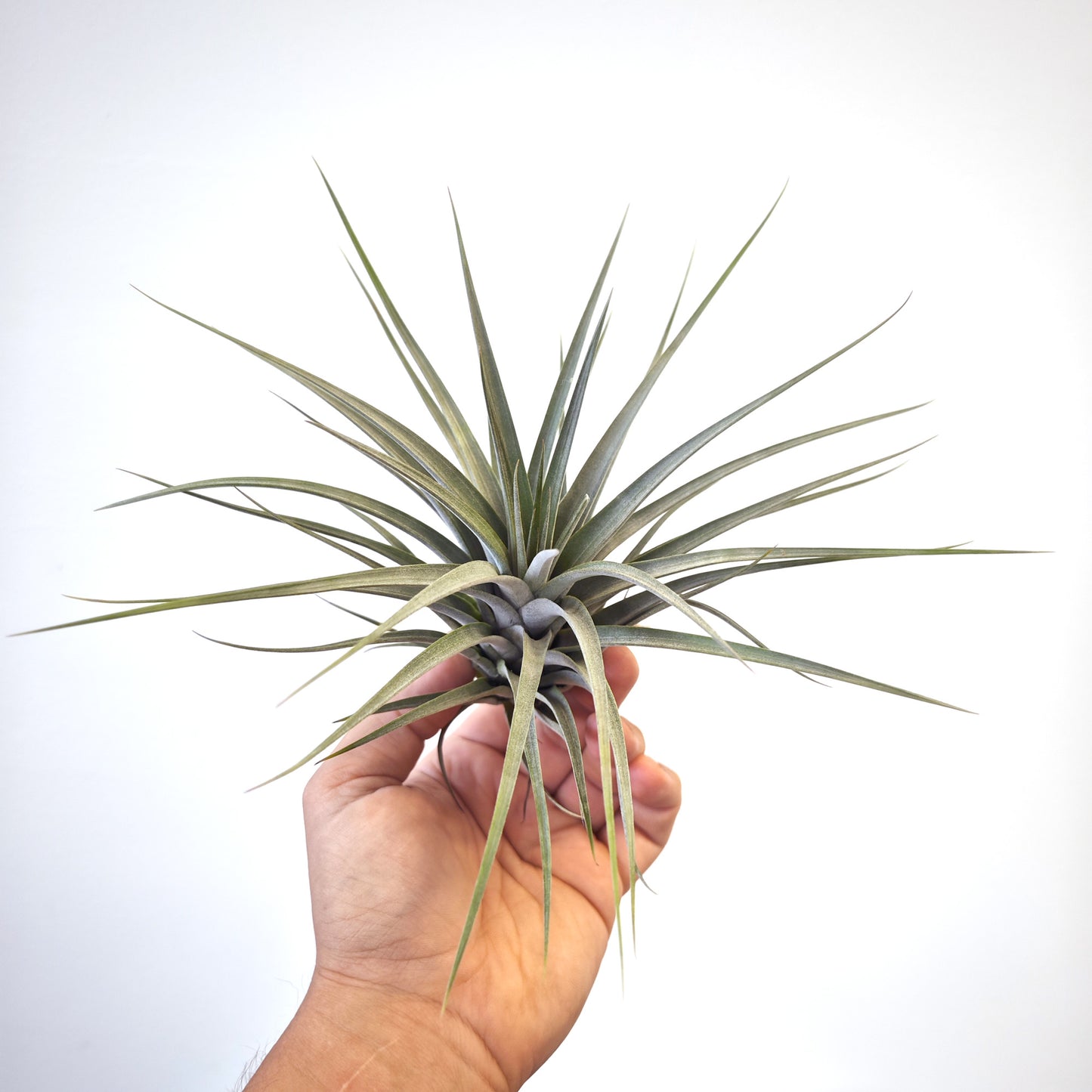 Tillandsia 'Reilys Best'