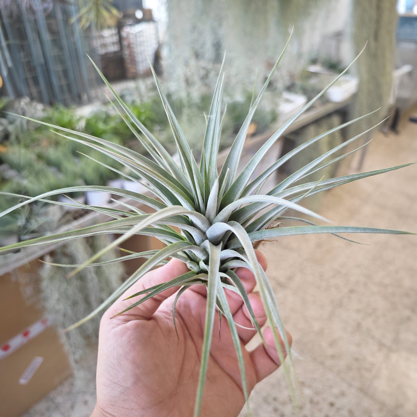 Tillandsia 'Reilys Best'