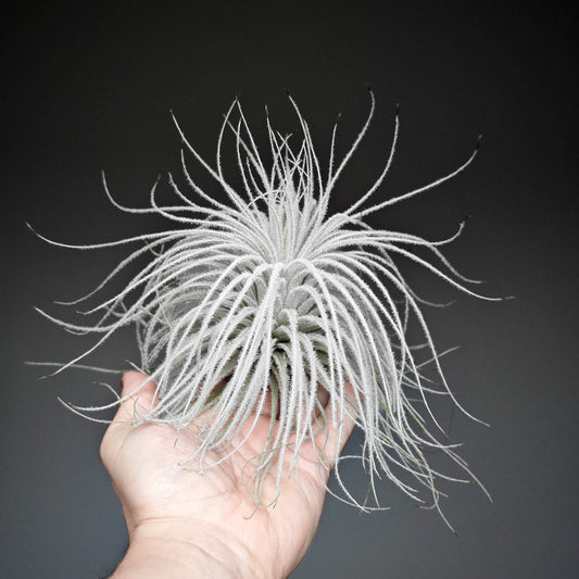 Tillandsia tectorum "snow" - XXL