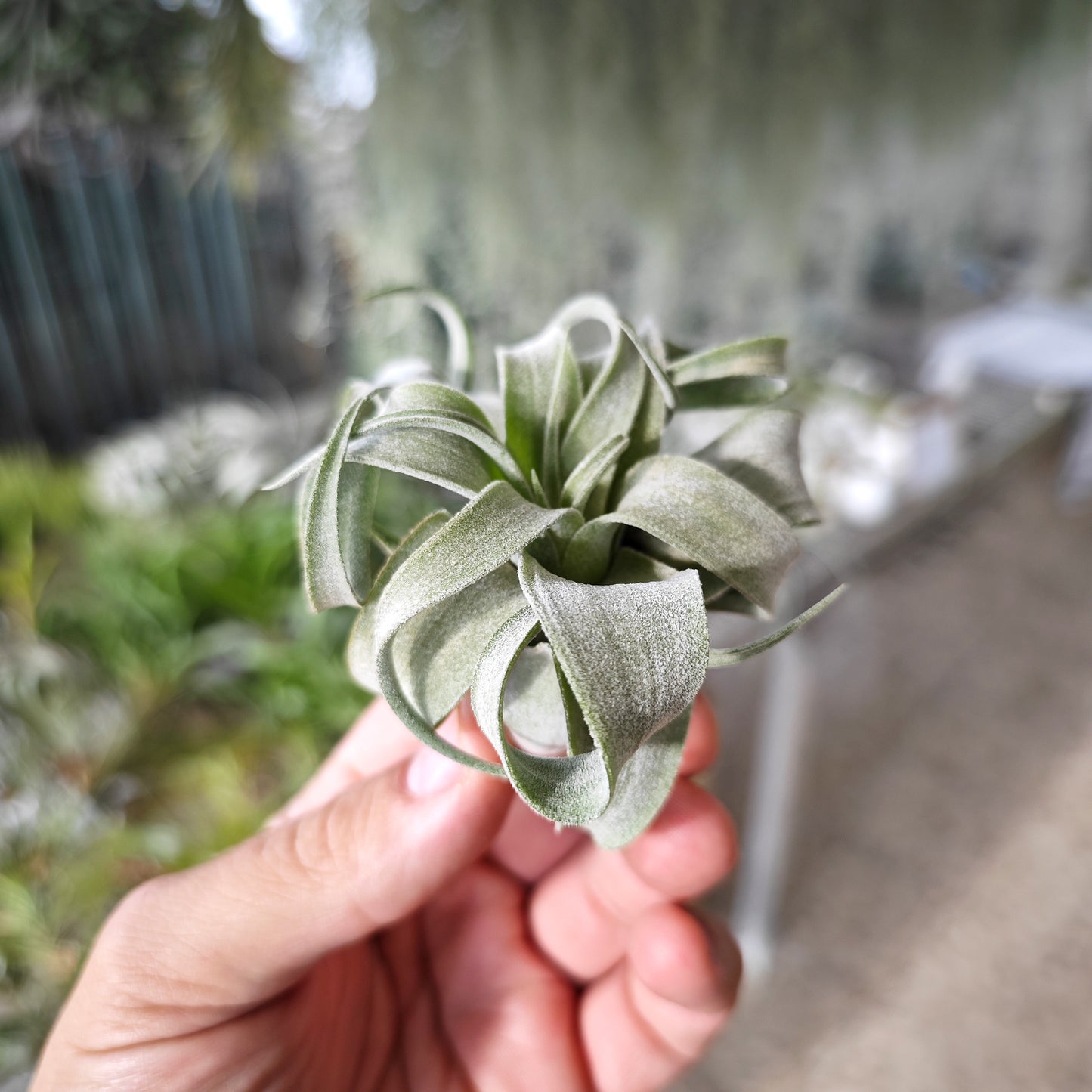 Tillandsia streptophylla