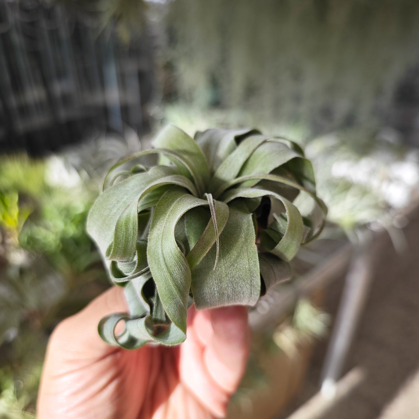 Tillandsia streptophylla